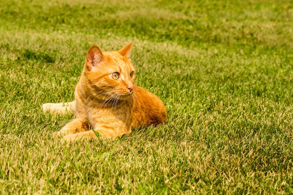 Kızıl kedi yeşil çimlerin üzerinde yatar. — Stok fotoğraf