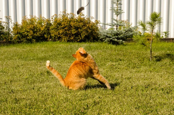 Ginger gato senta-se em um fundo de grama verde — Fotografia de Stock