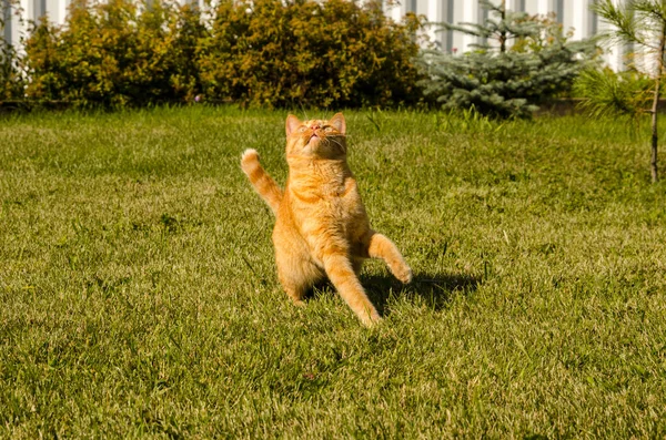 Ginger gato senta-se em um fundo de grama verde — Fotografia de Stock