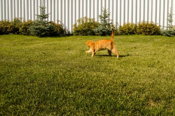 Ginger cat sits on a green grass background — Stock Photo, Image