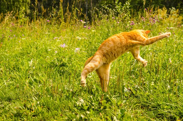 Ginger cat jumping on a green grass background.