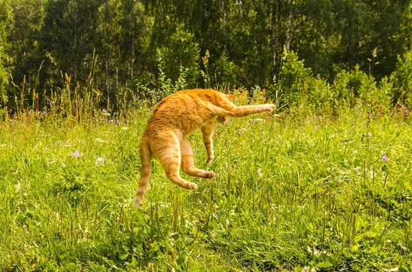 Ingefära katt hoppar på en grön gräs bakgrund. — Stockfoto
