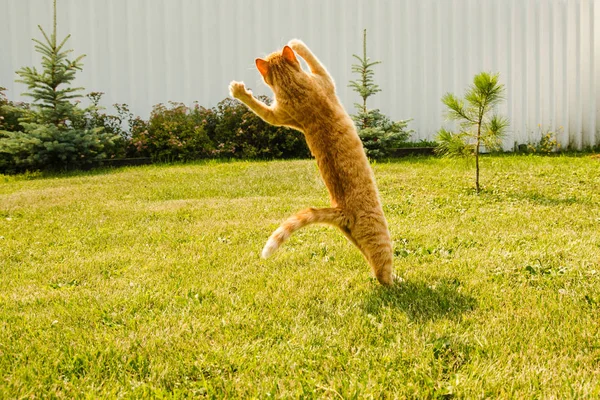 Імбирний кіт стрибає на зеленому фоні трави . — стокове фото