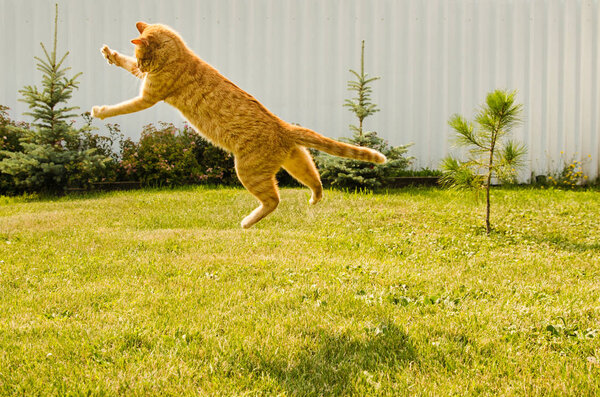 Ginger cat jumping on a green grass background.