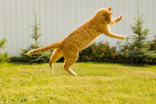 Імбирний кіт стрибає на зеленому фоні трави . — стокове фото