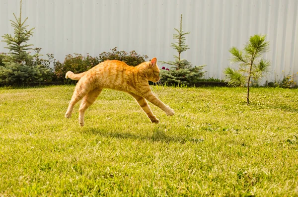 Ingwerkatze springt auf einem grünen Gras Hintergrund. — Stockfoto