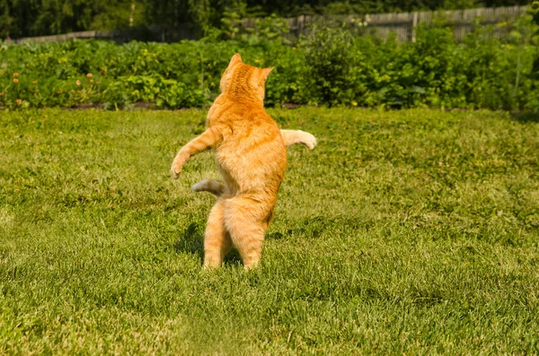 Ginger kot skacze na zielonym tle trawy. — Zdjęcie stockowe