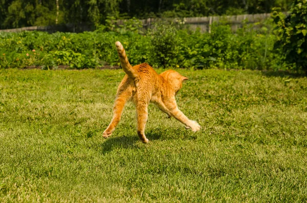 Рыжая кошка прыгает на зеленом фоне травы . — стоковое фото