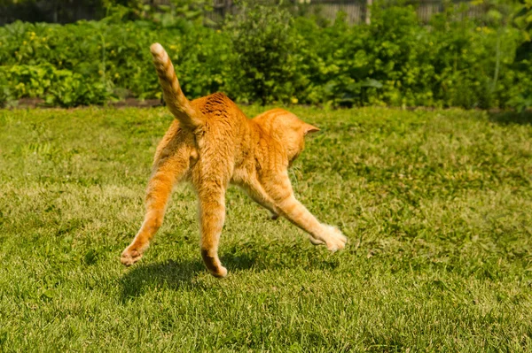 Zázvor kočka skákání na zeleném travnatém pozadí. — Stock fotografie