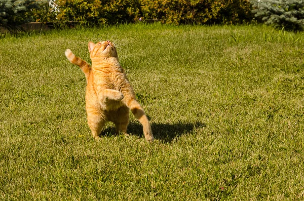 Ginger kot skacze na zielonym tle trawy. — Zdjęcie stockowe