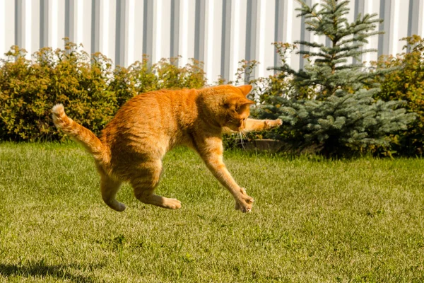 Ginger gato pulando em um fundo de grama verde . — Fotografia de Stock