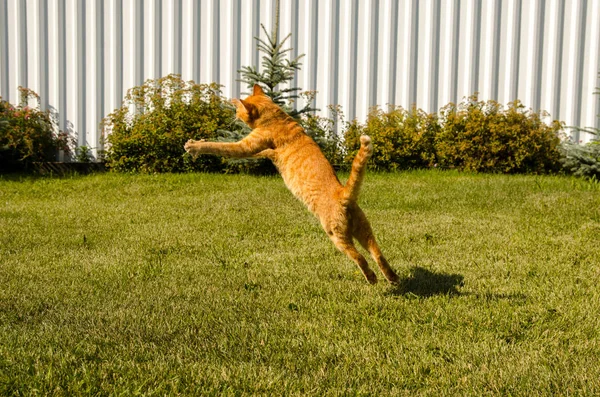 Yeşil çimlerin üzerinde zıplayan kızıl kedi. — Stok fotoğraf