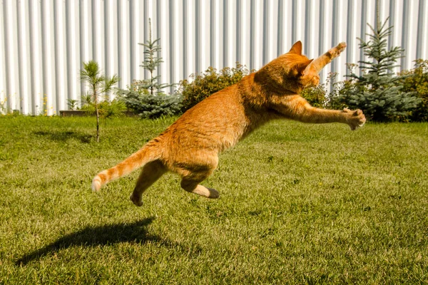 Ginger gato pulando em um fundo de grama verde . — Fotografia de Stock