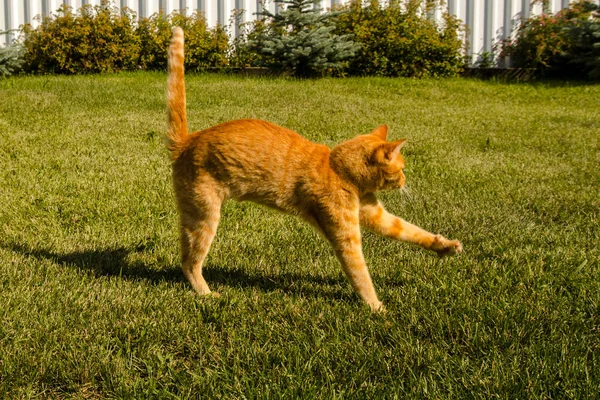 Ginger cat jumping on a green grass background.