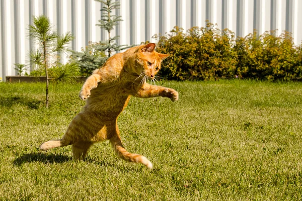 Ginger gato pulando em um fundo de grama verde . — Fotografia de Stock