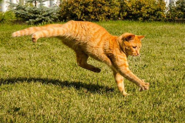 Ginger gato pulando em um fundo de grama verde . — Fotografia de Stock