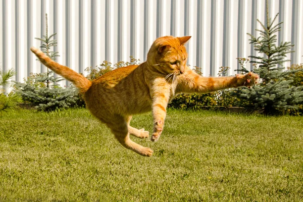 Ginger gato pulando em um fundo de grama verde . — Fotografia de Stock