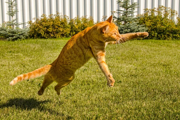 Ginger cat jumping on a green grass background.