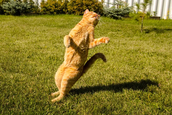 Ginger gato pulando em um fundo de grama verde . — Fotografia de Stock