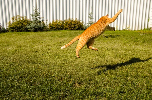 Gatto zenzero che salta su uno sfondo di erba verde . — Foto Stock