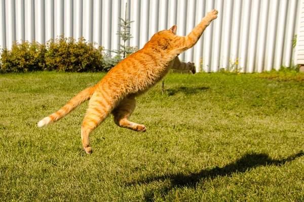 Yeşil çimlerin üzerinde zıplayan kızıl kedi. — Stok fotoğraf