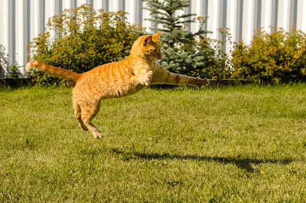 Ginger kot skacze na zielonym tle trawy. — Zdjęcie stockowe
