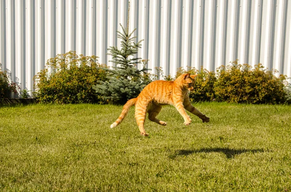 Ginger cat jumping on a green grass background.