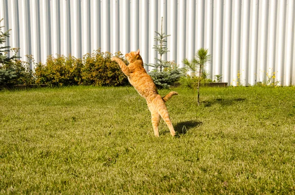 Рыжая кошка прыгает на зеленом фоне травы . — стоковое фото