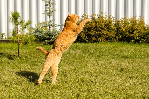 Ingwerkatze springt auf einem grünen Gras Hintergrund. — Stockfoto