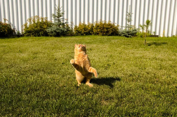 Ginger cat jumping on a green grass background.