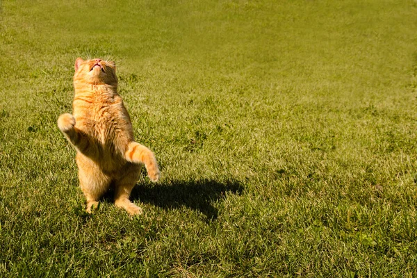 Roodharige kat springen op een groene gras achtergrond. — Stockfoto