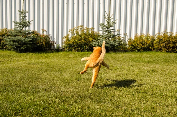 Ingwerkatze springt auf einem grünen Gras Hintergrund. — Stockfoto