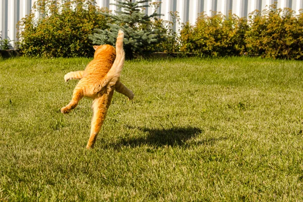 Yeşil çimlerin üzerinde zıplayan kızıl kedi. — Stok fotoğraf