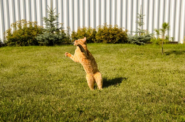 Ingefära katt hoppar på en grön gräs bakgrund. — Stockfoto