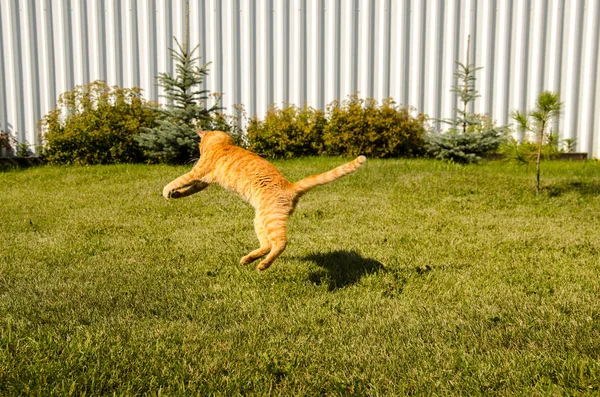 Chat roux sautant sur un fond d'herbe verte . — Photo