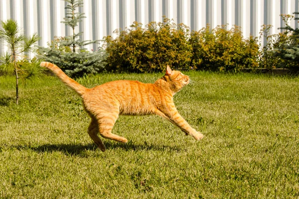 Τζίντζερ γάτα άλμα σε ένα πράσινο φόντο γρασίδι. — Φωτογραφία Αρχείου