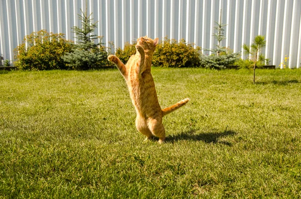 Ingefära katt hoppar på en grön gräs bakgrund. — Stockfoto