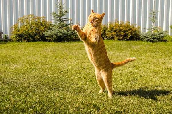 Ginger cat jumping on a green grass background.