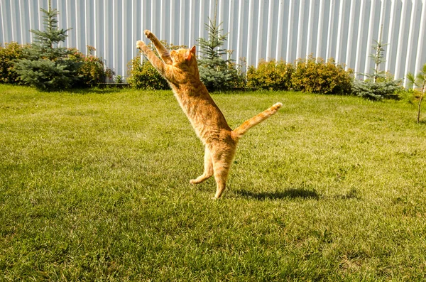 Ingefära katt hoppar på en grön gräs bakgrund. — Stockfoto