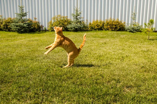 Ginger kot skacze na zielonym tle trawy. — Zdjęcie stockowe
