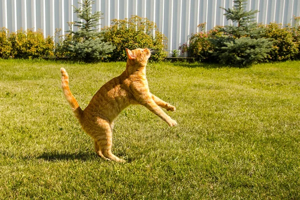 Ginger cat jumping on a green grass background.