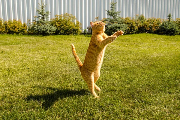 Ginger gato pulando em um fundo de grama verde . — Fotografia de Stock