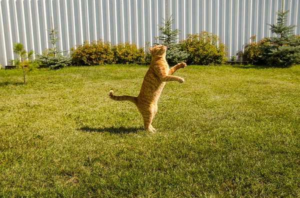 Ginger cat jumping on a green grass background.