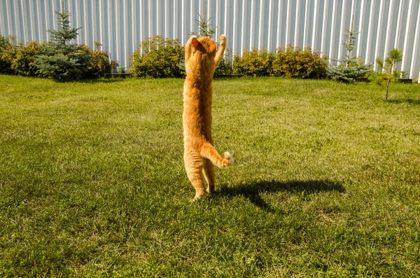 Yeşil çimlerin üzerinde zıplayan kızıl kedi. — Stok fotoğraf