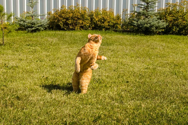 緑の草の背景にジャンプ生姜猫. — ストック写真