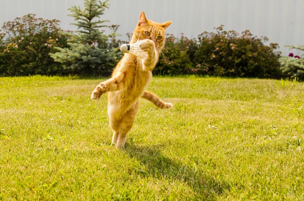 Імбирний кіт грає з човник на зеленому фоні трави . — стокове фото