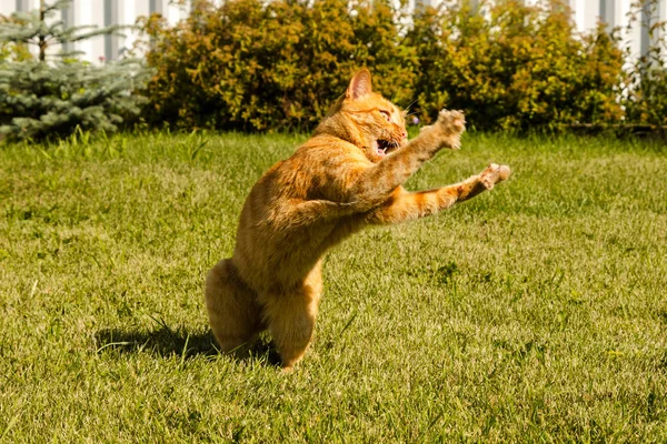 Ginger skákající kočka hraje s chycenou myší na pozadí zelené trávy — Stock fotografie