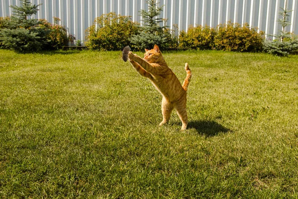 Ginger bouncing cat plays with a caught mouse on a background of green grass — 스톡 사진