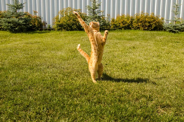Ginger bouncing cat plays with a caught mouse on a background of green grass — 스톡 사진