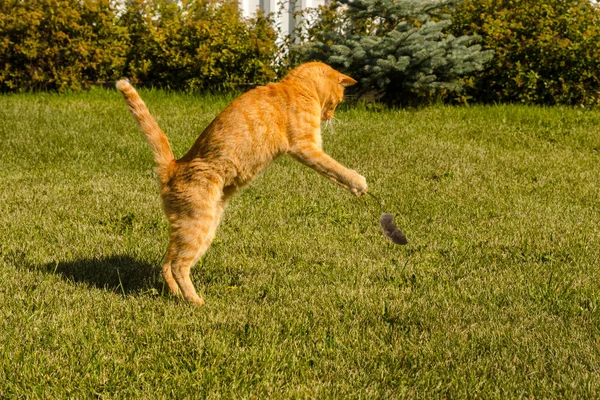 Le chat rebondissant au gingembre joue avec une souris prise sur un fond d'herbe verte — Photo